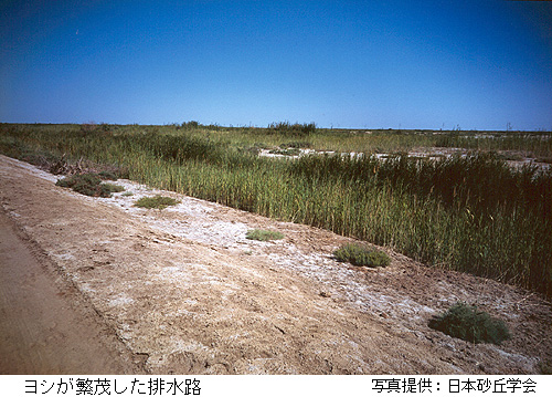 ���V���ɖ΂����r���H